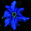 Clematis